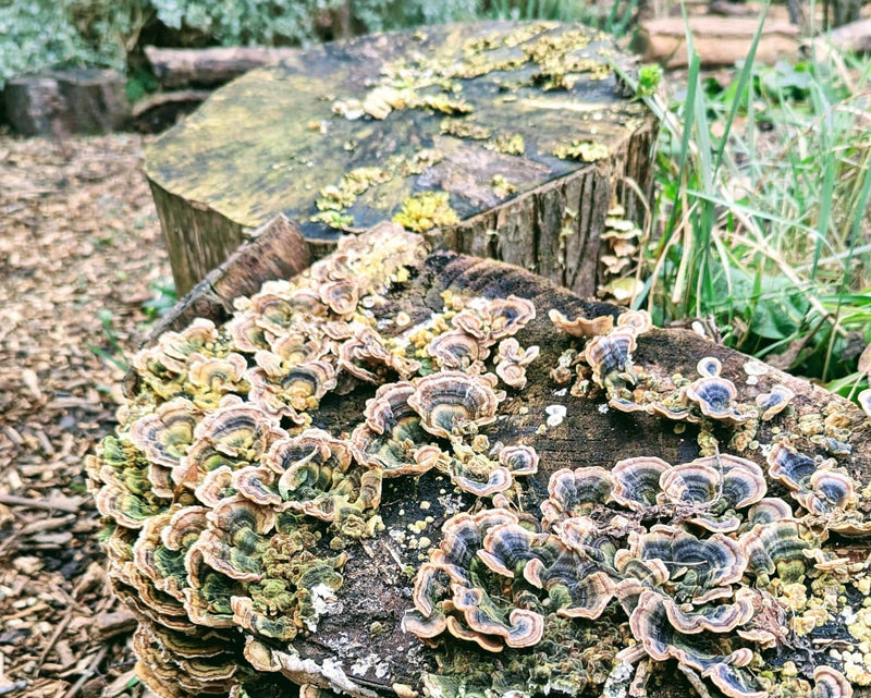 Wooden stump with mushrooms growing on it in a natural setting