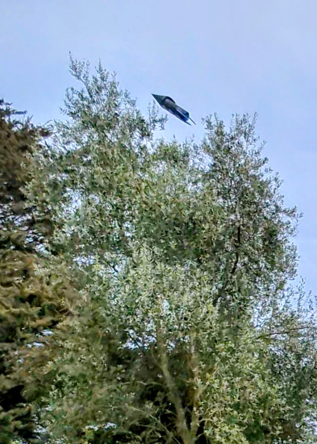 rocket flying over a garden with trees and a blue tarp in the foreground