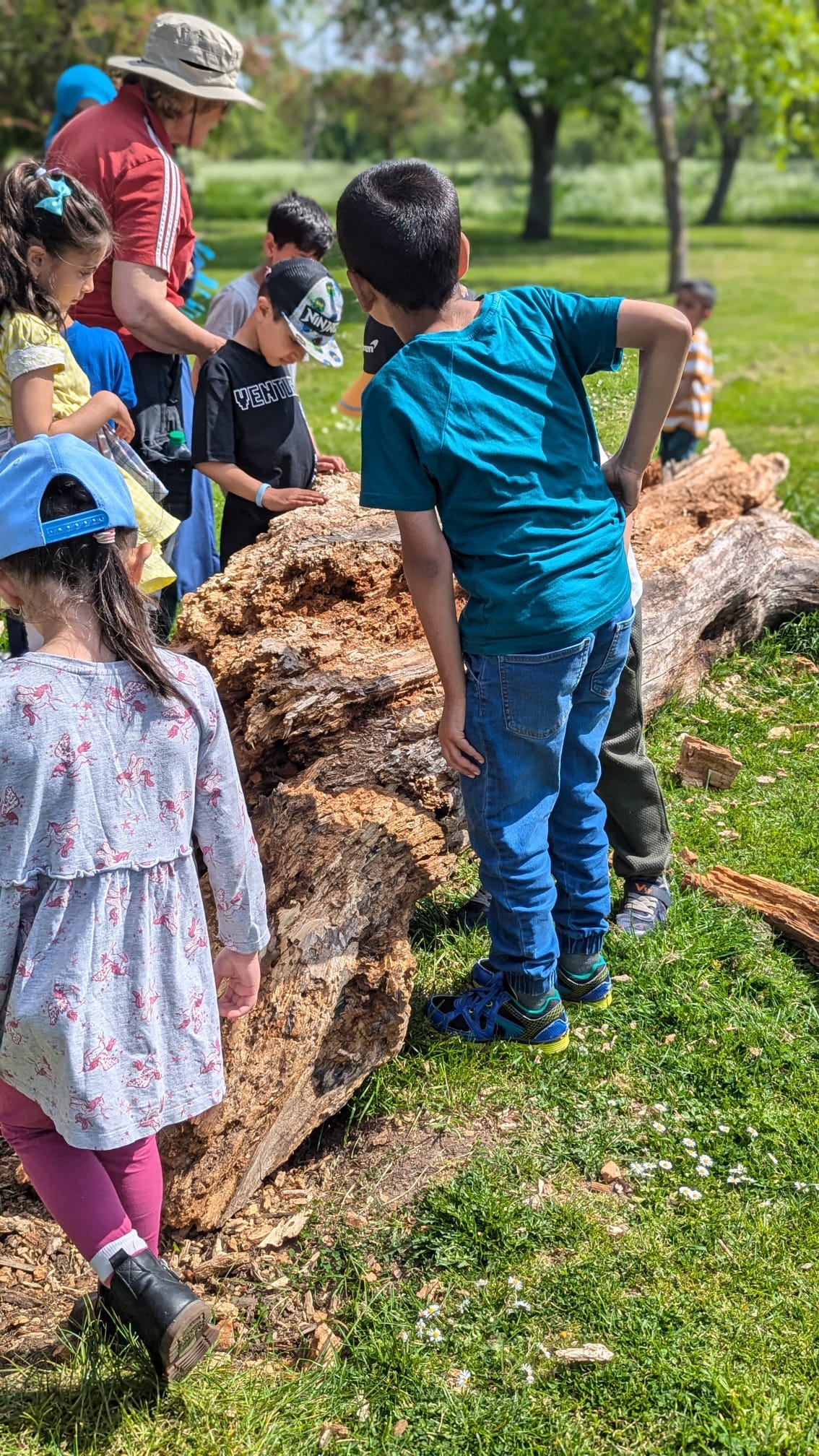 Children exploring a large tree stump in a park